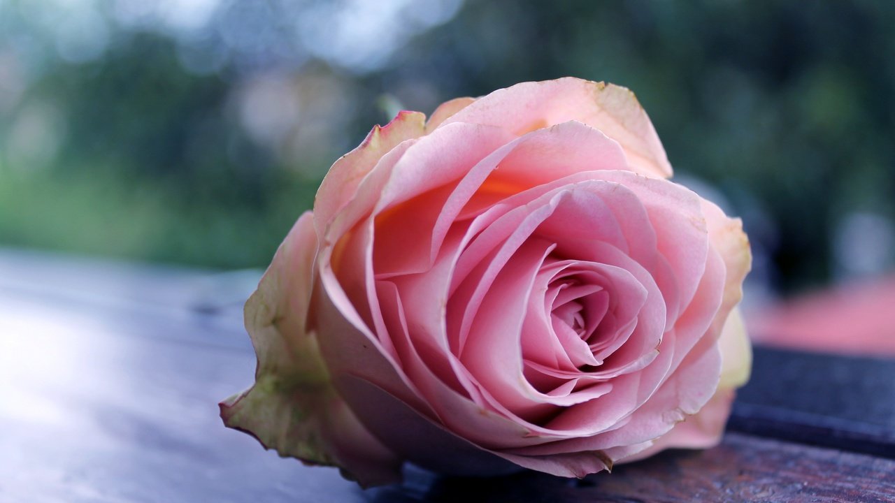 Обои макро, цветок, роза, бутон, розовая, боке, macro, flower, rose, bud, pink, bokeh разрешение 3088x2056 Загрузить