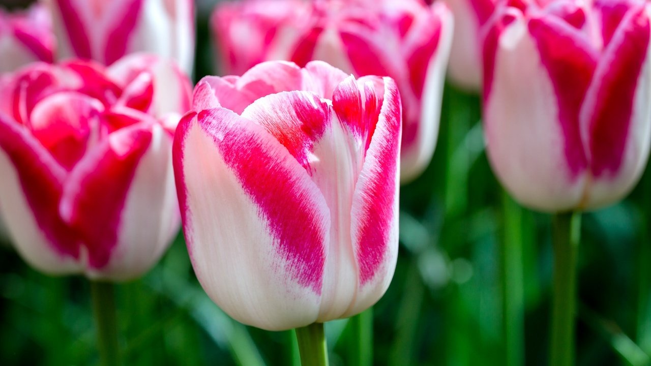 Обои цветы, макро, лепестки, бутон, весна, тюльпаны, пестрые, flowers, macro, petals, bud, spring, tulips, motley разрешение 2048x1365 Загрузить