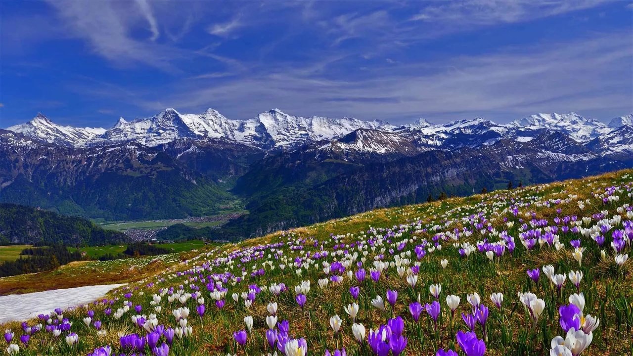 Обои цветы, трава, горы, снег, склон, весна, крокусы, крокус, flowers, grass, mountains, snow, slope, spring, crocuses, krokus разрешение 1920x1080 Загрузить