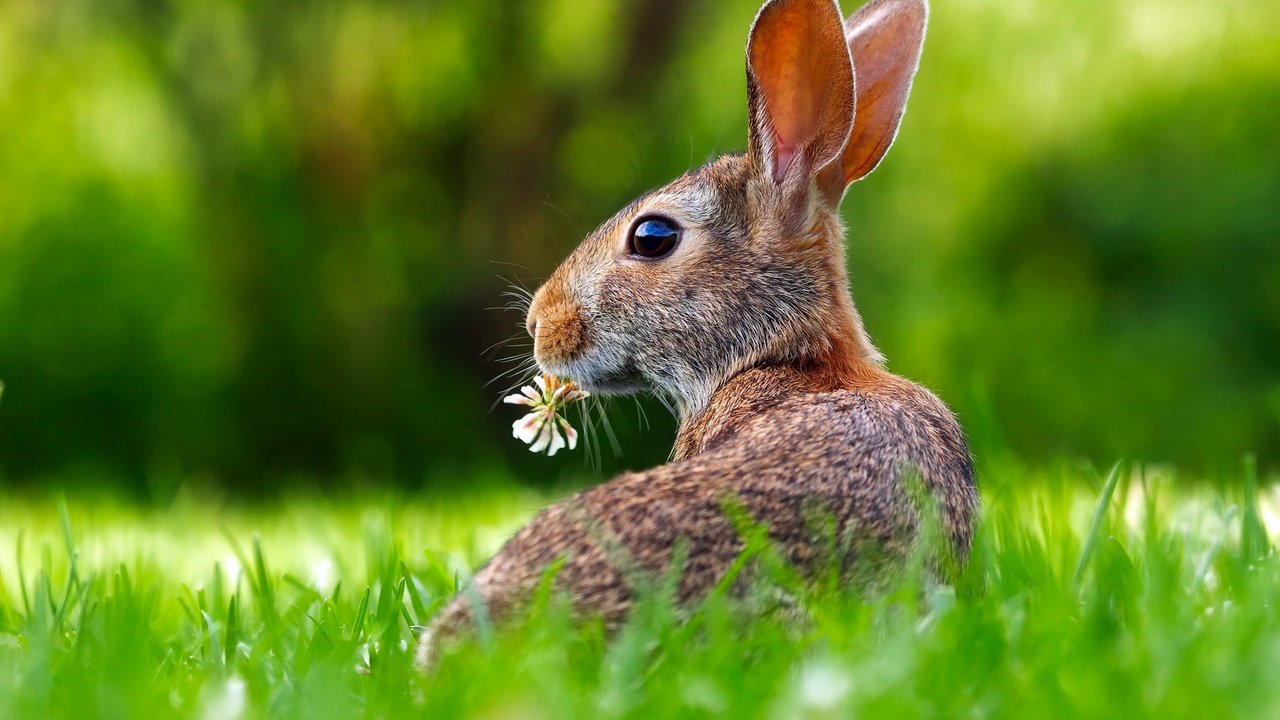 Обои трава, цветок, кролик, уши, заяц, grass, flower, rabbit, ears, hare разрешение 2201x1467 Загрузить