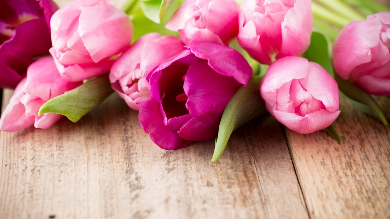 Обои цветы, пинк, букет, тюльпаны, розовые, дерева, красива, тульпаны,  цветы, парное, flowers, bouquet, tulips, pink, wood, beautiful, fresh разрешение 5472x3648 Загрузить