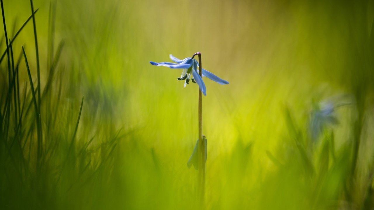 Обои трава, макро, фон, цветок, grass, macro, background, flower разрешение 6016x4016 Загрузить