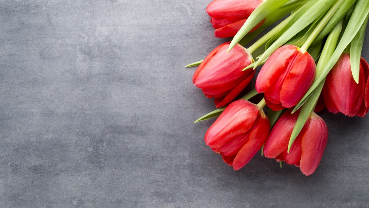 Обои цветы, красные, букет, тюльпаны, краcный, тульпаны,  цветы, парное, весенние, flowers, red, bouquet, tulips, fresh, spring разрешение 5318x3546 Загрузить