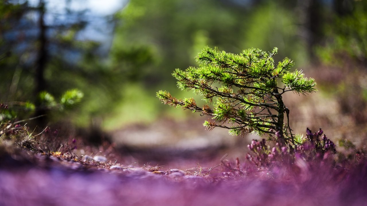 Обои природа, хвоя, макро, фон, деревце, nature, needles, macro, background, tree разрешение 6016x4016 Загрузить