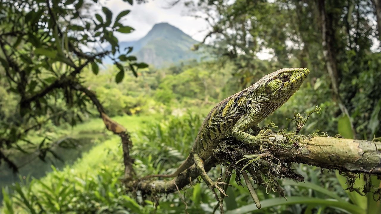 Обои ящерица, рептилия, пресмыкающееся, ящер, polychrus marmoratus, lizard, reptile разрешение 2048x1365 Загрузить