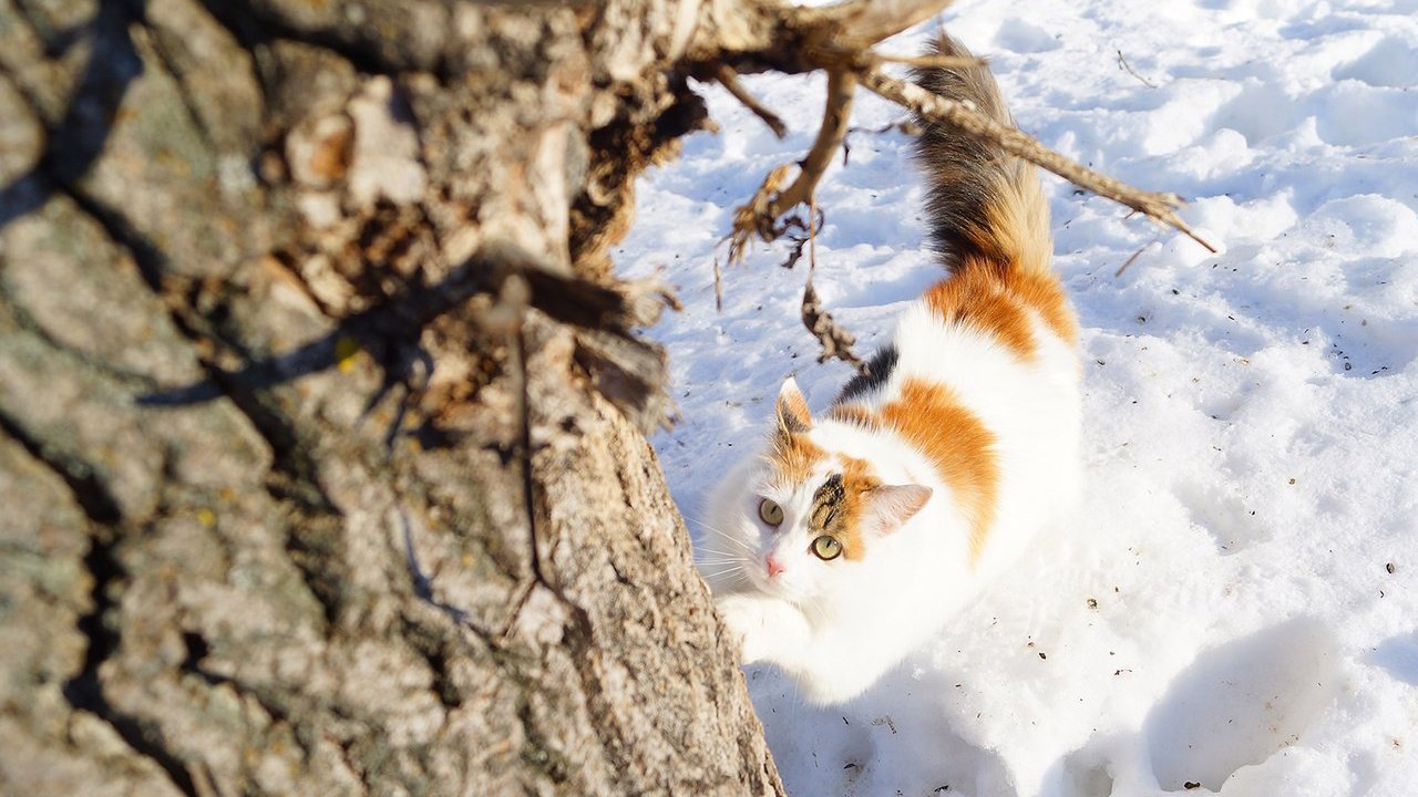 Обои снег, дерево, зима, кошка, взгляд, snow, tree, winter, cat, look разрешение 4724x3152 Загрузить