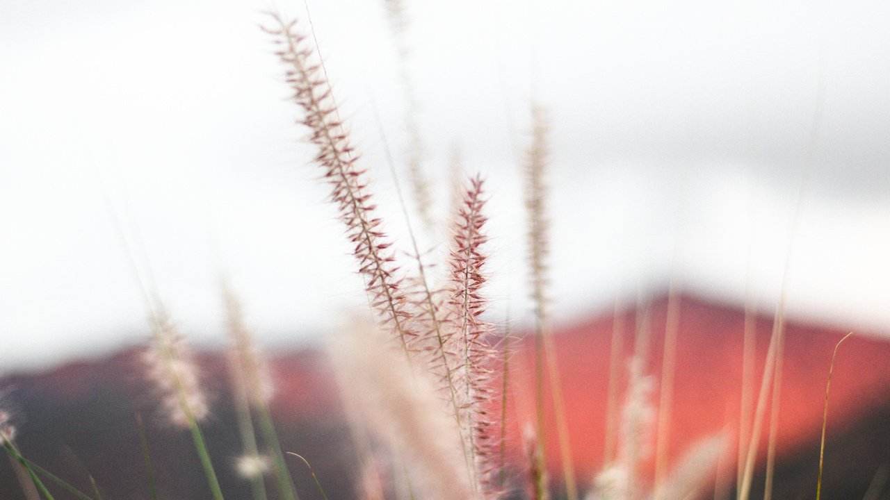 Обои трава, природа, макро, колоски, растение, jeremy bishop, grass, nature, macro, spikelets, plant разрешение 5184x3456 Загрузить