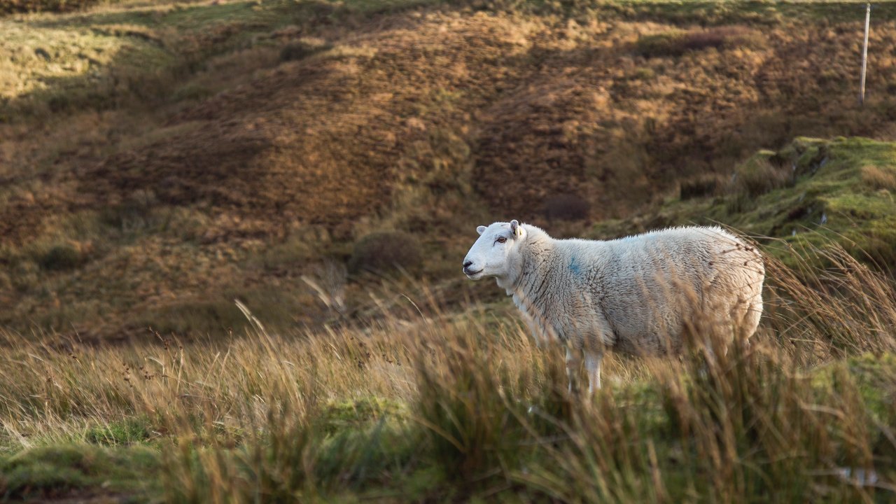 Обои трава, поле, животное, овца, milada vigerova, grass, field, animal, sheep разрешение 3790x2527 Загрузить