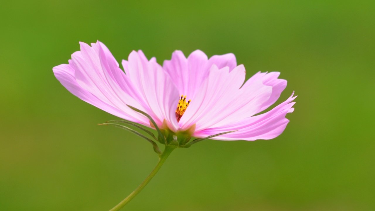 Обои цветок, розовый, боке, космея, flower, pink, bokeh, kosmeya разрешение 3202x2865 Загрузить