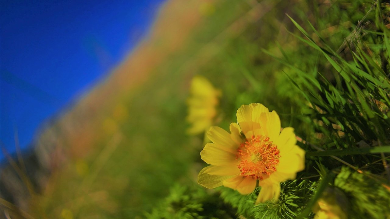 Обои цветы, природа, макро, фон, цветок, поле, flowers, nature, macro, background, flower, field разрешение 2048x1365 Загрузить