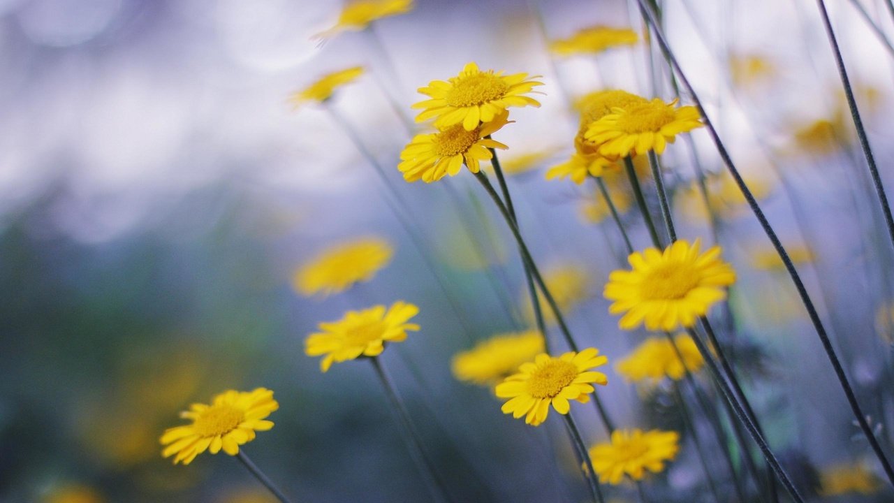 Обои цветы, ромашка, желтые, маргаритка, flowers, daisy, yellow разрешение 2560x1600 Загрузить