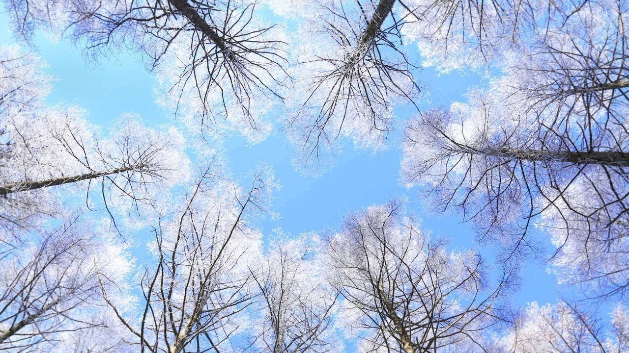 Обои небо, деревья, япония, нагано, the sky, trees, japan, nagano разрешение 1920x1080 Загрузить