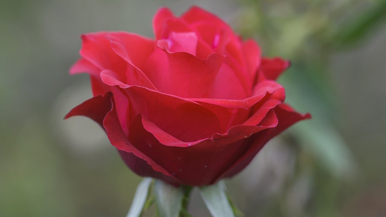 Обои природа, макро, роза, лепестки, бутон, nature, macro, rose, petals, bud разрешение 2048x1360 Загрузить