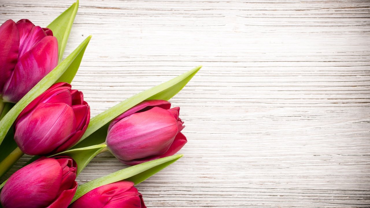 Обои цветы, букет, тюльпаны, розовые, flowers, bouquet, tulips, pink разрешение 5068x3380 Загрузить