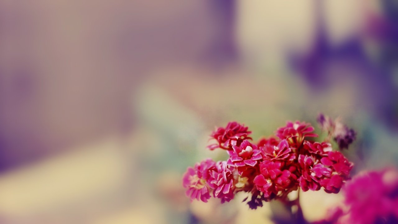 Обои цветы, размытость, букет, розовые, flowers, blur, bouquet, pink разрешение 1920x1080 Загрузить