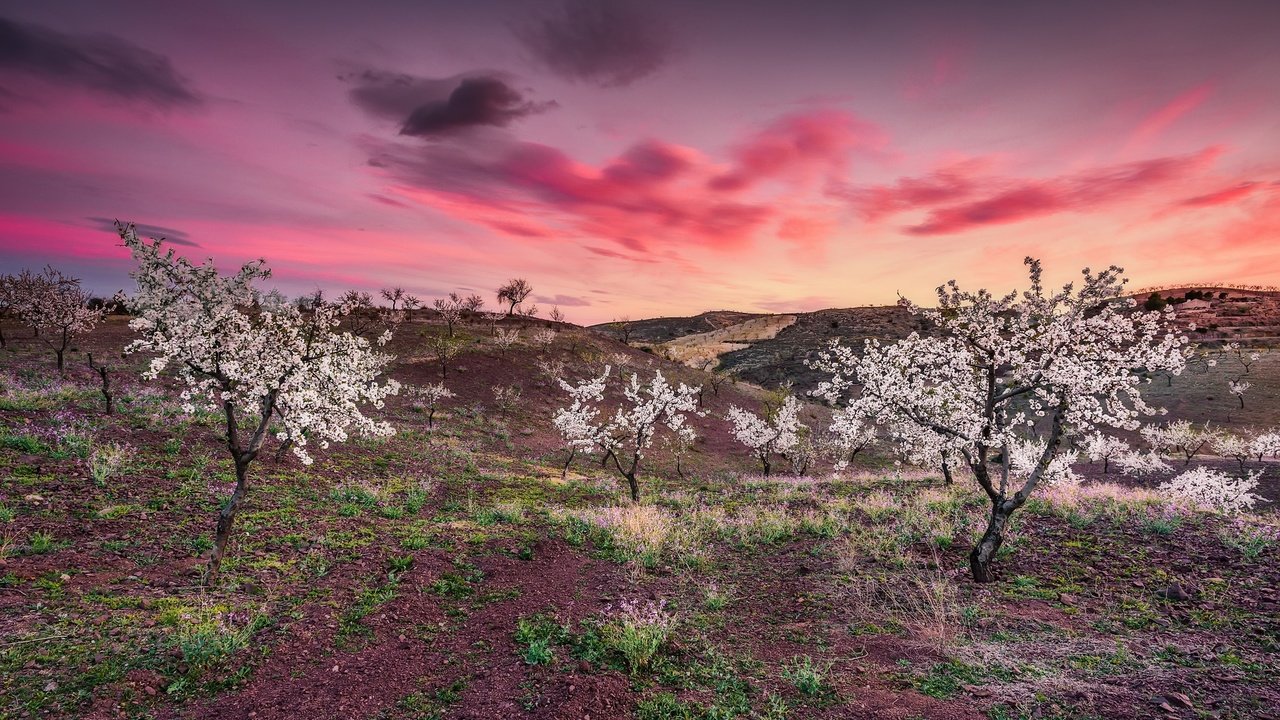 Обои небо, облака, деревья, закат, весна, the sky, clouds, trees, sunset, spring разрешение 2048x1204 Загрузить