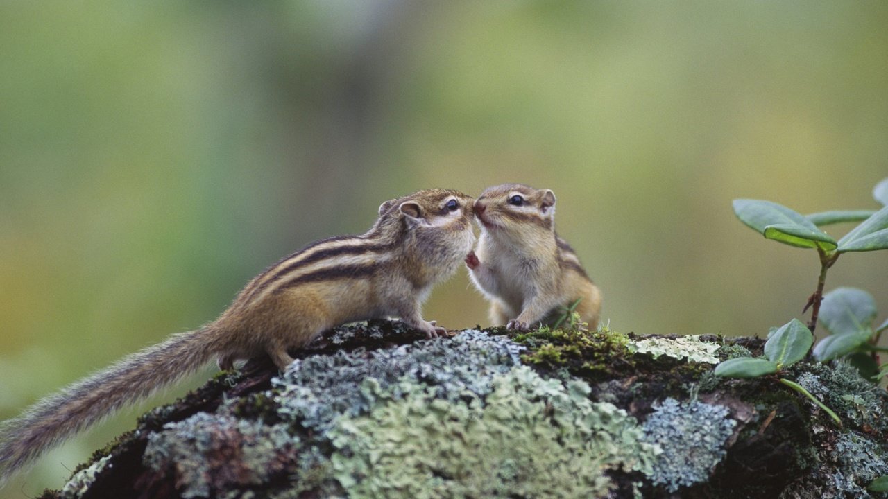 Обои япония, хоккайдо, бурундук, грызун, кусиро, japan, hokkaido, chipmunk, rodent, kushiro разрешение 1920x1080 Загрузить