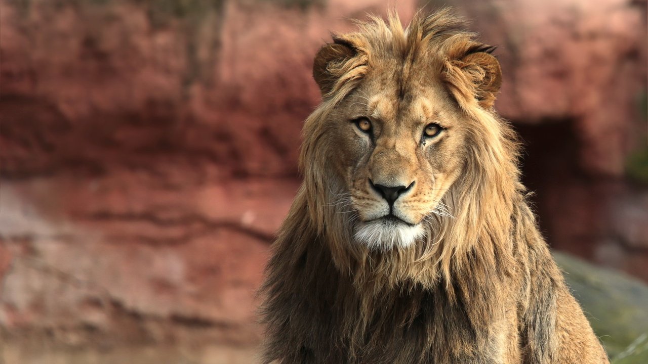 Обои царь, лев, зверь, king, leo, beast разрешение 2036x1164 Загрузить