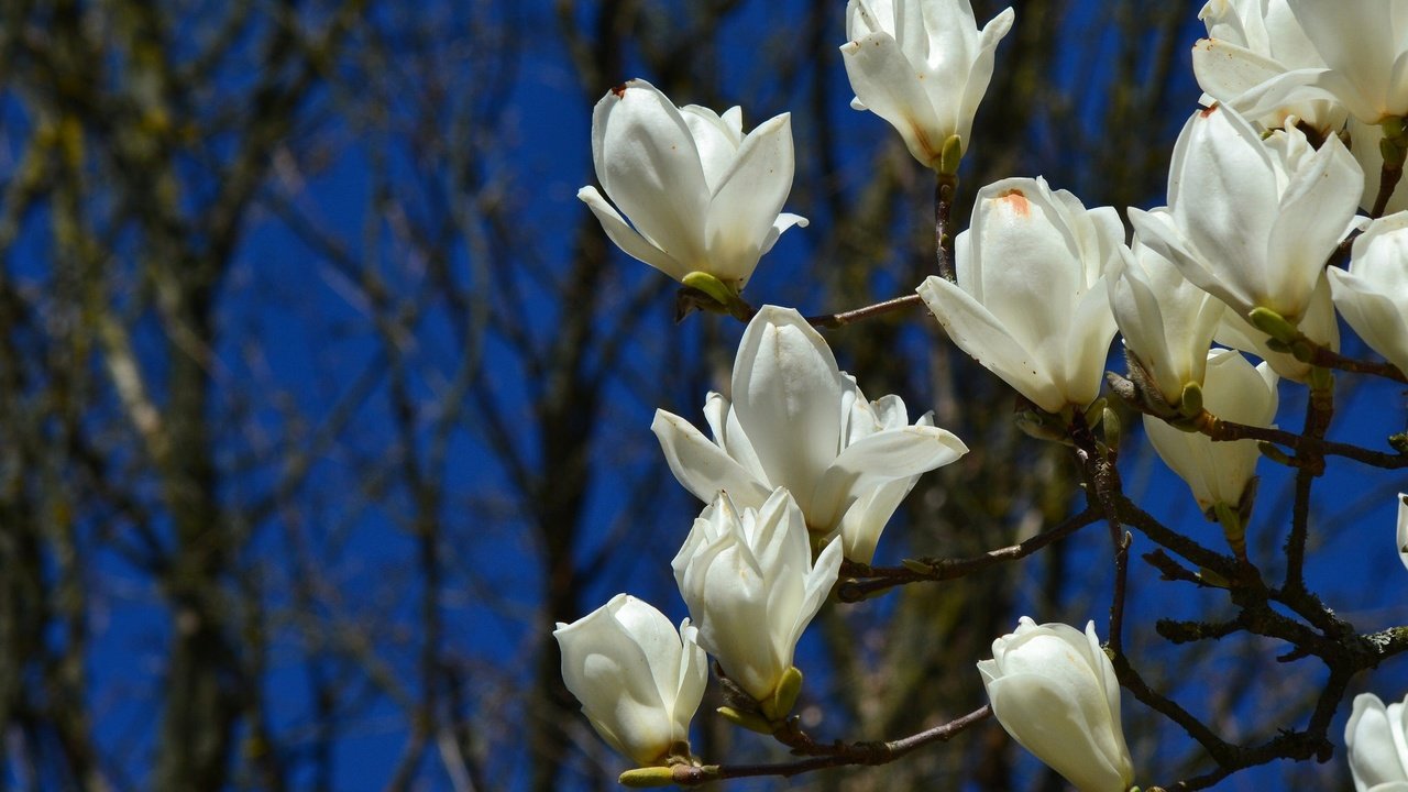 Обои цветы, цветение, ветки, весна, магнолия, flowers, flowering, branches, spring, magnolia разрешение 2048x1365 Загрузить