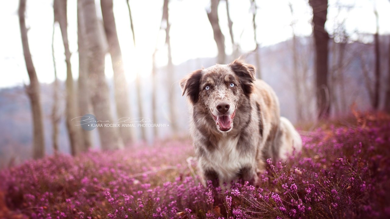 Обои цветы, природа, собака, друг, австралийская овчарка, ц, flowers, nature, dog, each, australian shepherd, ts разрешение 2034x1353 Загрузить