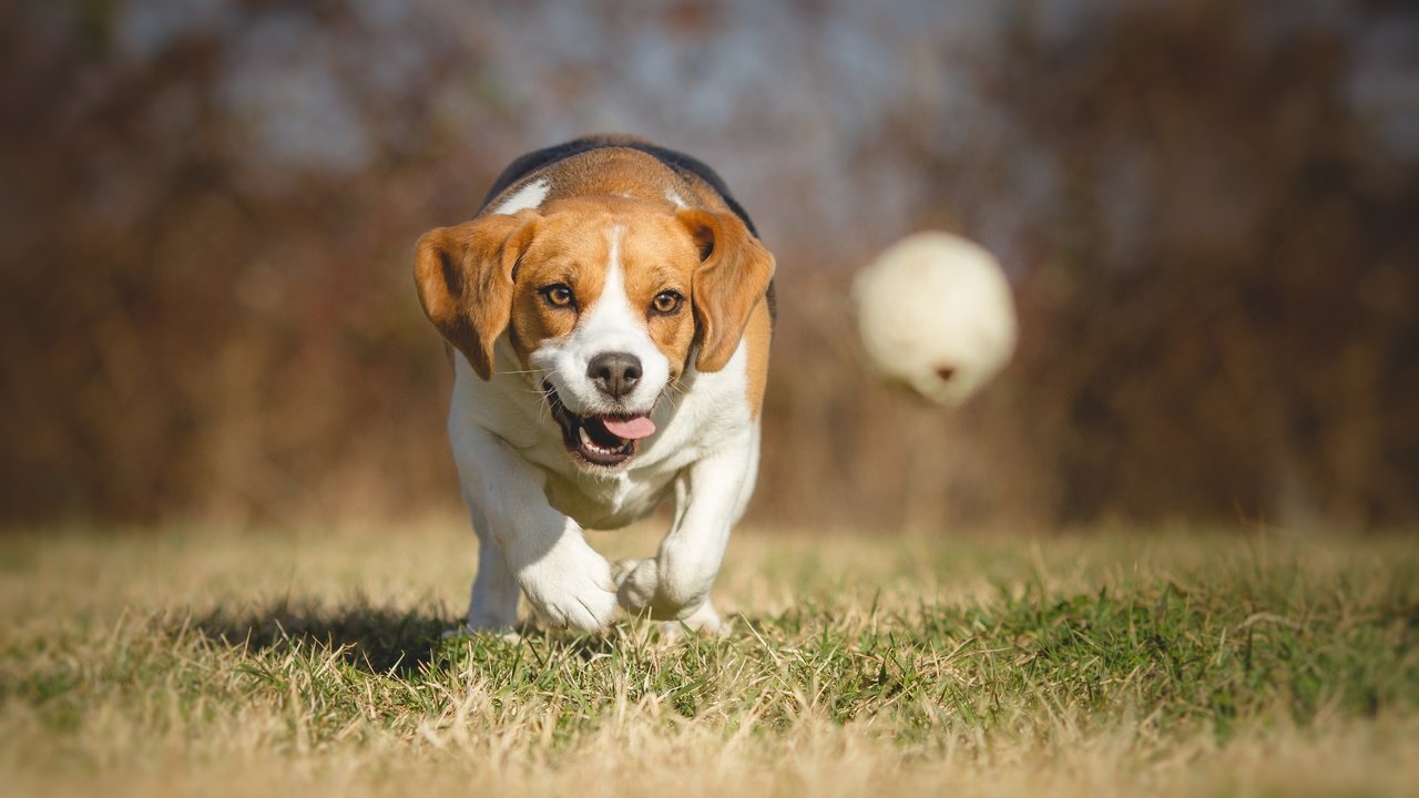 Обои трава, гончая, природа, бигль, парк, собака, игра, прогулка, мяч, боке, grass, hound, nature, beagle, park, dog, the game, walk, the ball, bokeh разрешение 4915x3072 Загрузить