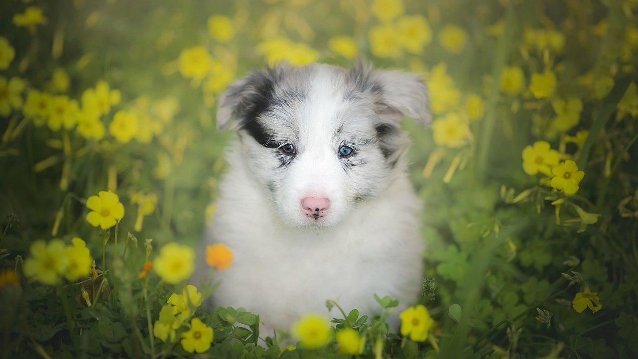 Обои цветы, взгляд, собака, щенок, боке, бордер-колли, flowers, look, dog, puppy, bokeh, the border collie разрешение 2048x1365 Загрузить