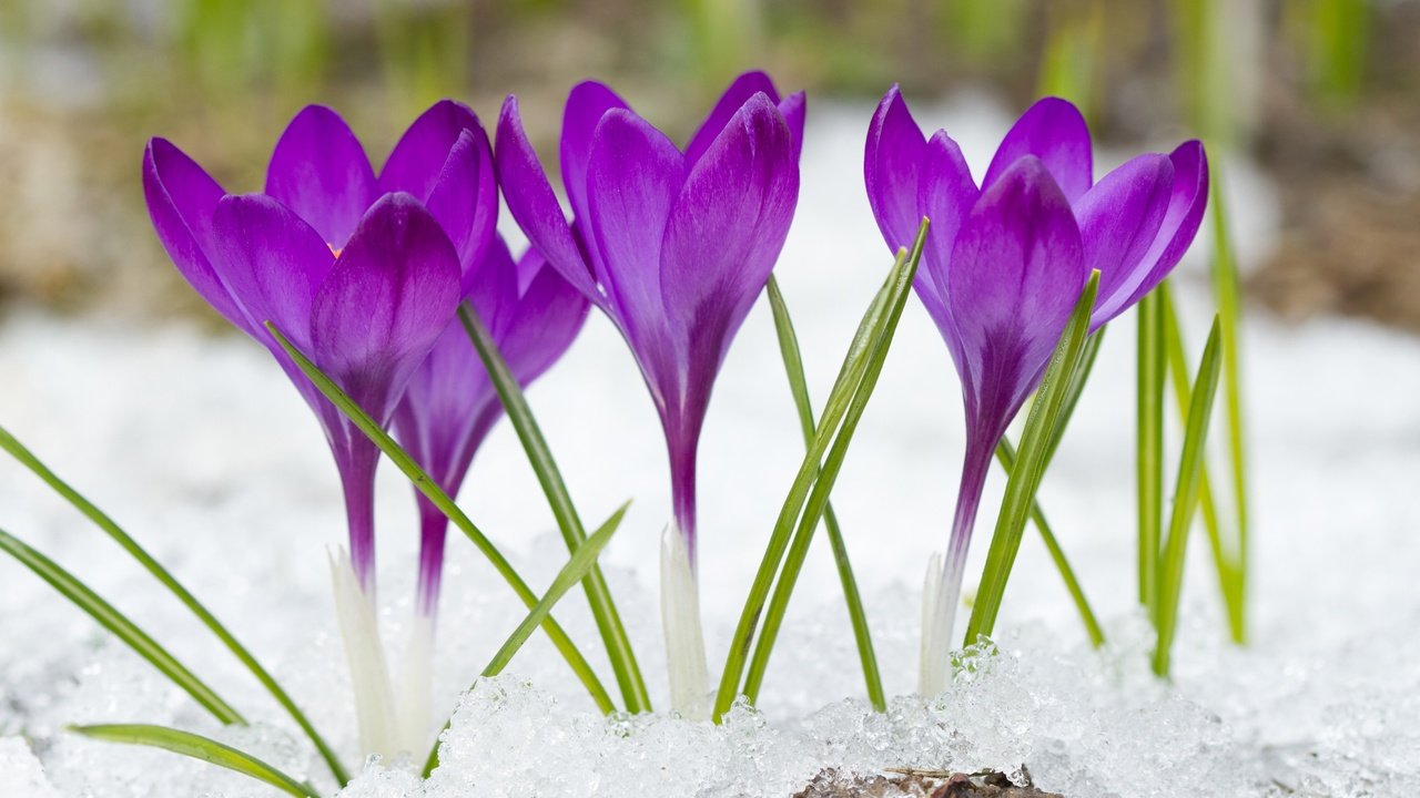 Обои цветы, снег, фиолетовые, крокусы, flowers, snow, purple, crocuses разрешение 4500x3000 Загрузить