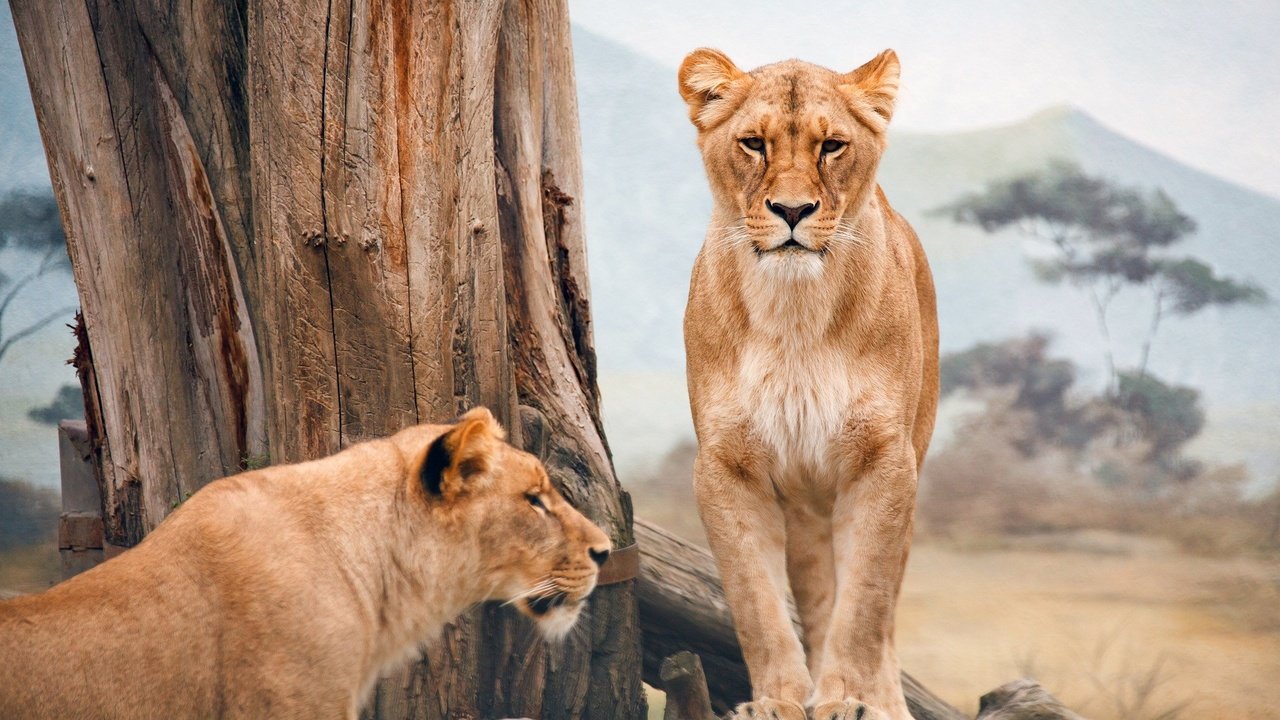 Обои природа, животные, львы, лев, большие кошки, nature, animals, lions, leo, big cats разрешение 1920x1080 Загрузить