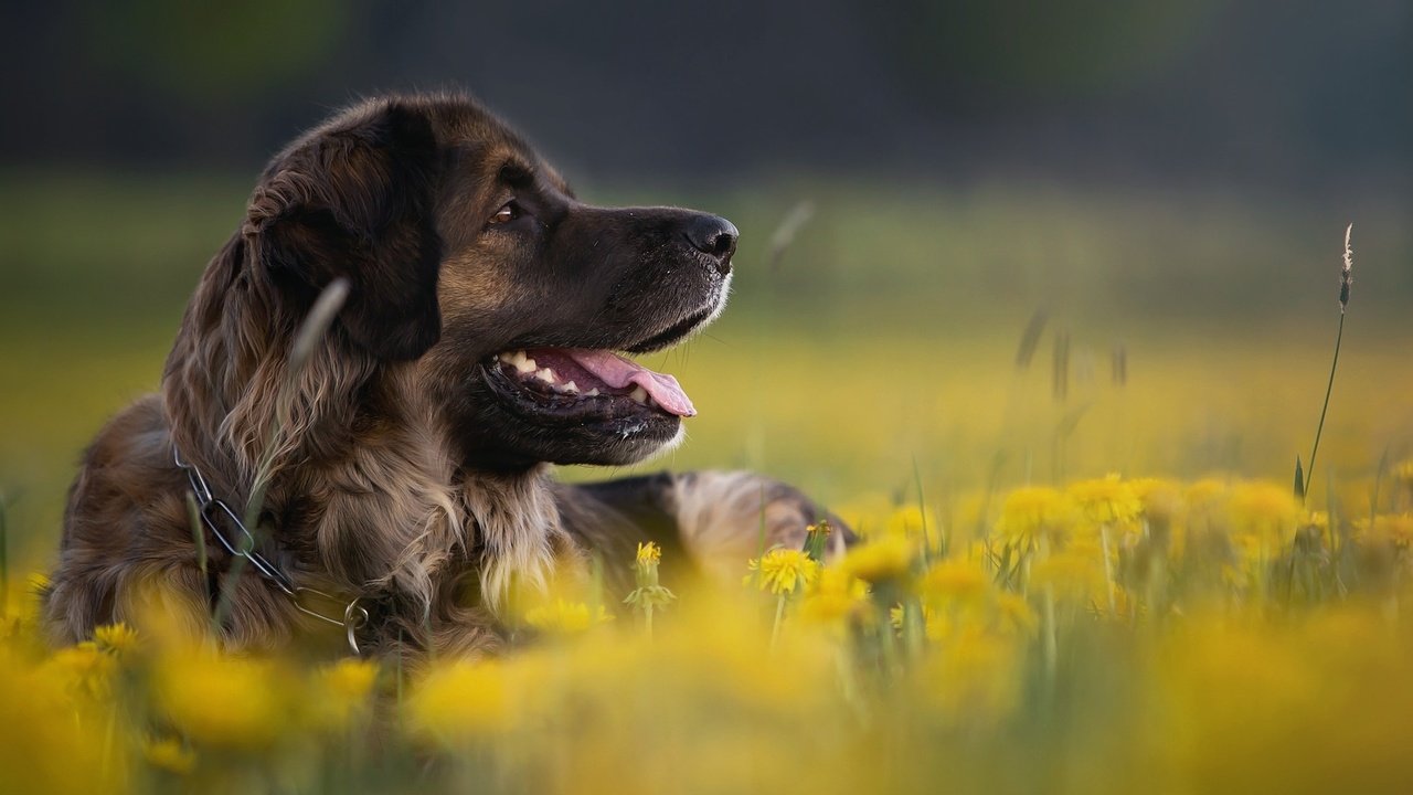 Обои цветы, природа, собака, профиль, животное, одуванчики, пес, flowers, nature, dog, profile, animal, dandelions разрешение 2048x1366 Загрузить