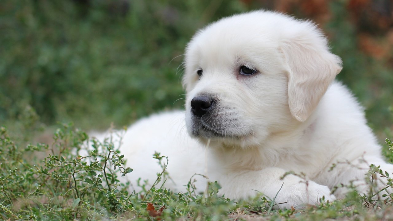 Обои трава, белый, собака, щенок, лабрадор, ретривер, grass, white, dog, puppy, labrador, retriever разрешение 2400x1563 Загрузить