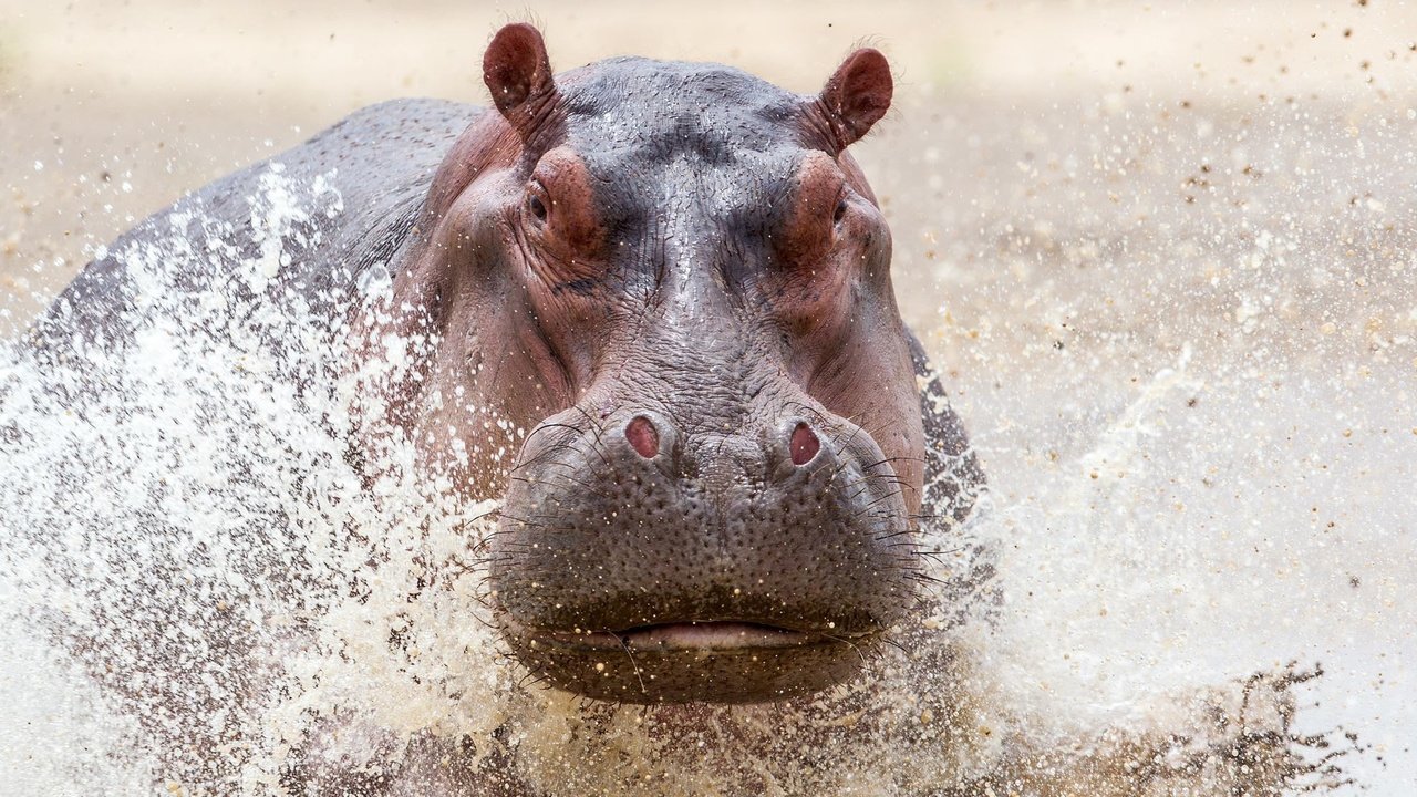 Обои вода, брызги, животное, бегемот, water, squirt, animal, hippo разрешение 2000x1352 Загрузить