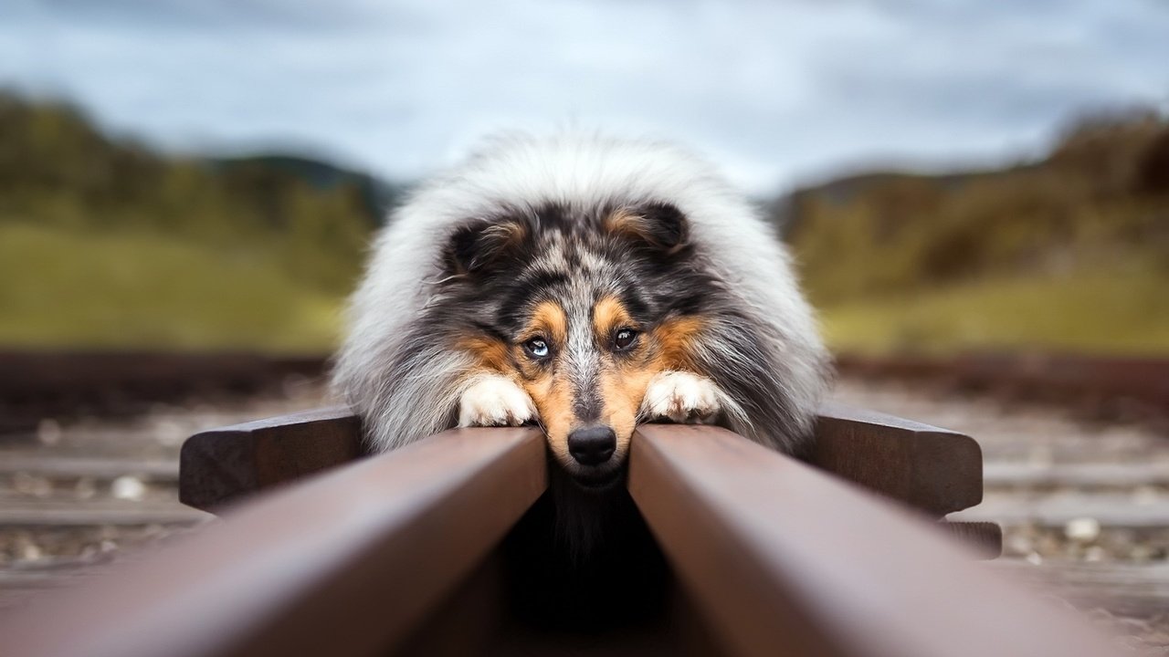 Обои железная дорога, рельсы, собака, австралийская овчарка, аусси, railroad, rails, dog, australian shepherd, aussie разрешение 1920x1149 Загрузить