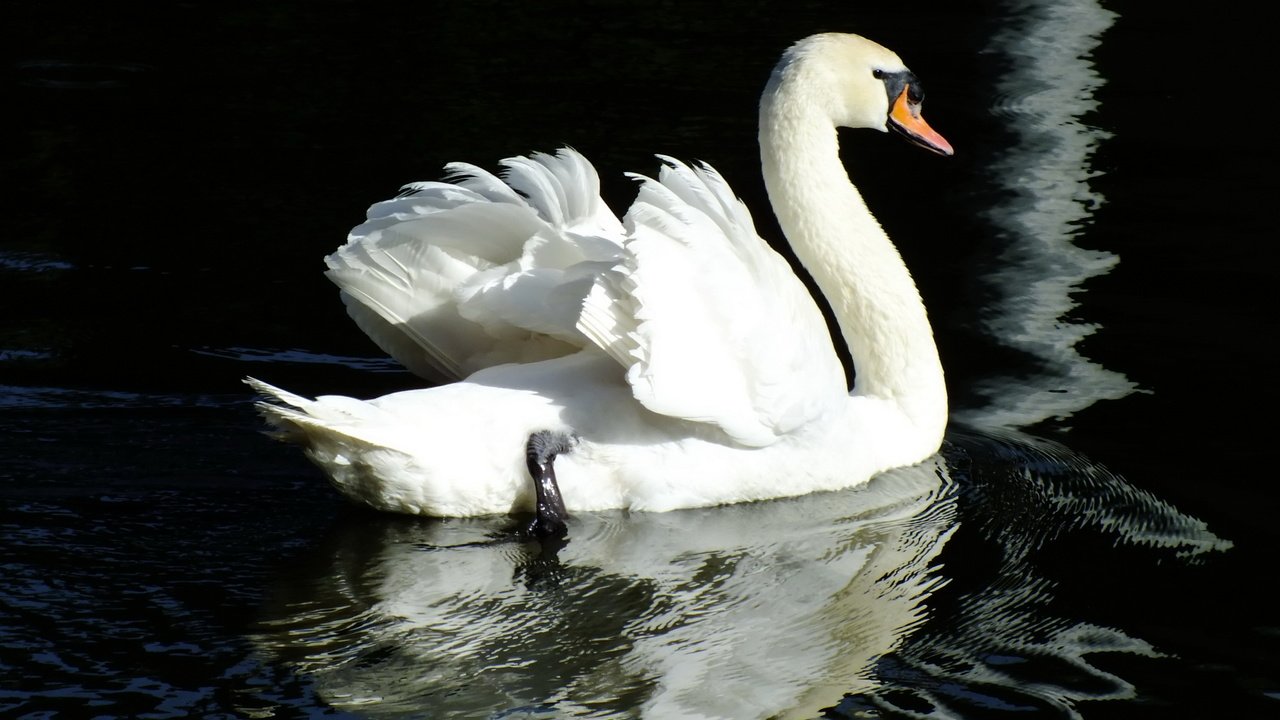 Обои вода, отражение, птица, лебедь, water, reflection, bird, swan разрешение 2400x1600 Загрузить