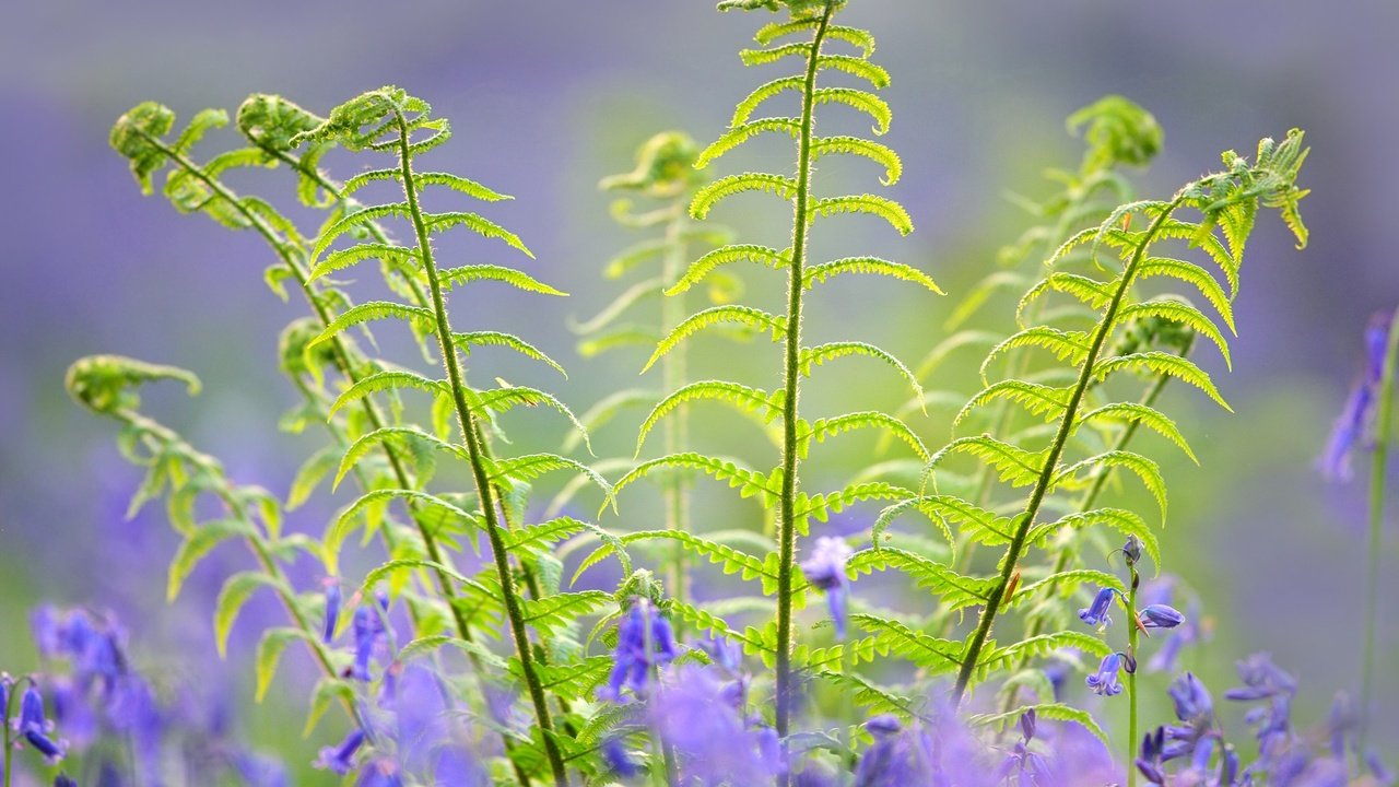 Обои цветы, макро, весна, колокольчики, папоротник, flowers, macro, spring, bells, fern разрешение 2048x1408 Загрузить