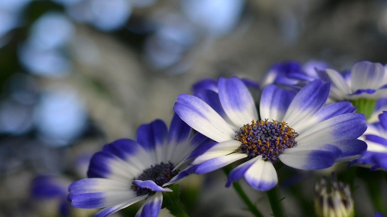 Обои цветы, природа, лепестки, растение, цинерария, flowers, nature, petals, plant, cineraria разрешение 2048x1356 Загрузить