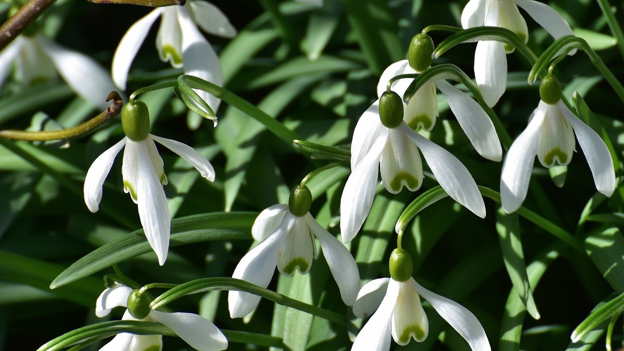 Обои цветы, природа, весна, подснежники, flowers, nature, spring, snowdrops разрешение 4354x2496 Загрузить