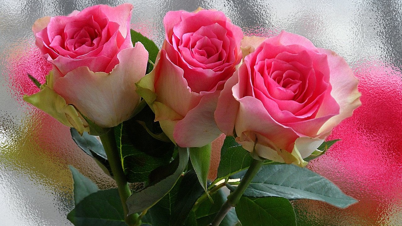 Обои цветы, роса, капли, розы, роза, бутон, букет, flowers, rosa, drops, roses, rose, bud, bouquet разрешение 1920x1080 Загрузить
