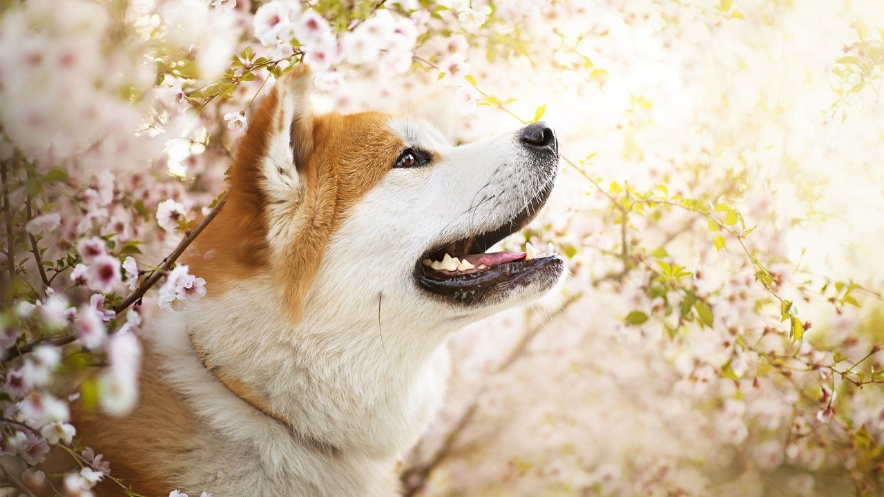 Обои цветы, собака, весна, ame, сиба-ину, dackelpuppy, flowers, dog, spring, shiba inu разрешение 2048x1367 Загрузить