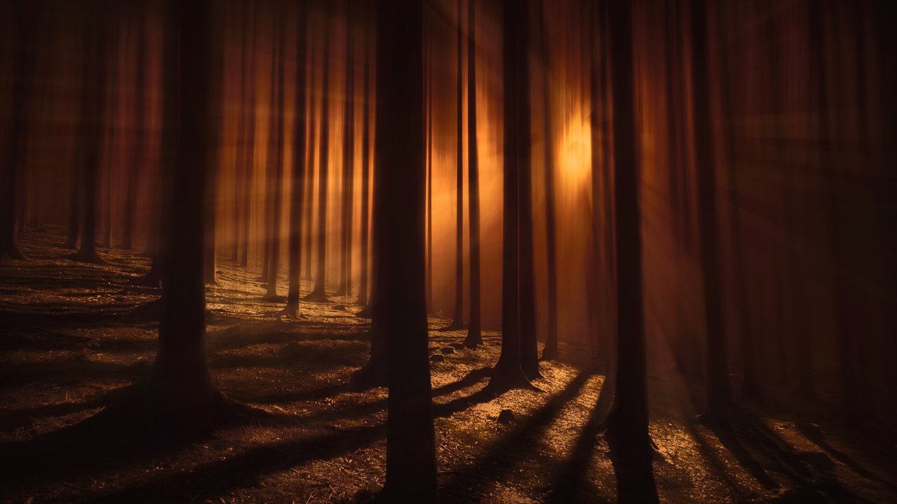 Обои деревья, лес, тени, просвет, полумрак, trees, forest, shadows, clearance, twilight разрешение 4538x3098 Загрузить