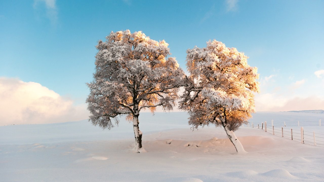 Обои небо, деревья, снег, зима, утро, мороз, the sky, trees, snow, winter, morning, frost разрешение 2500x1674 Загрузить