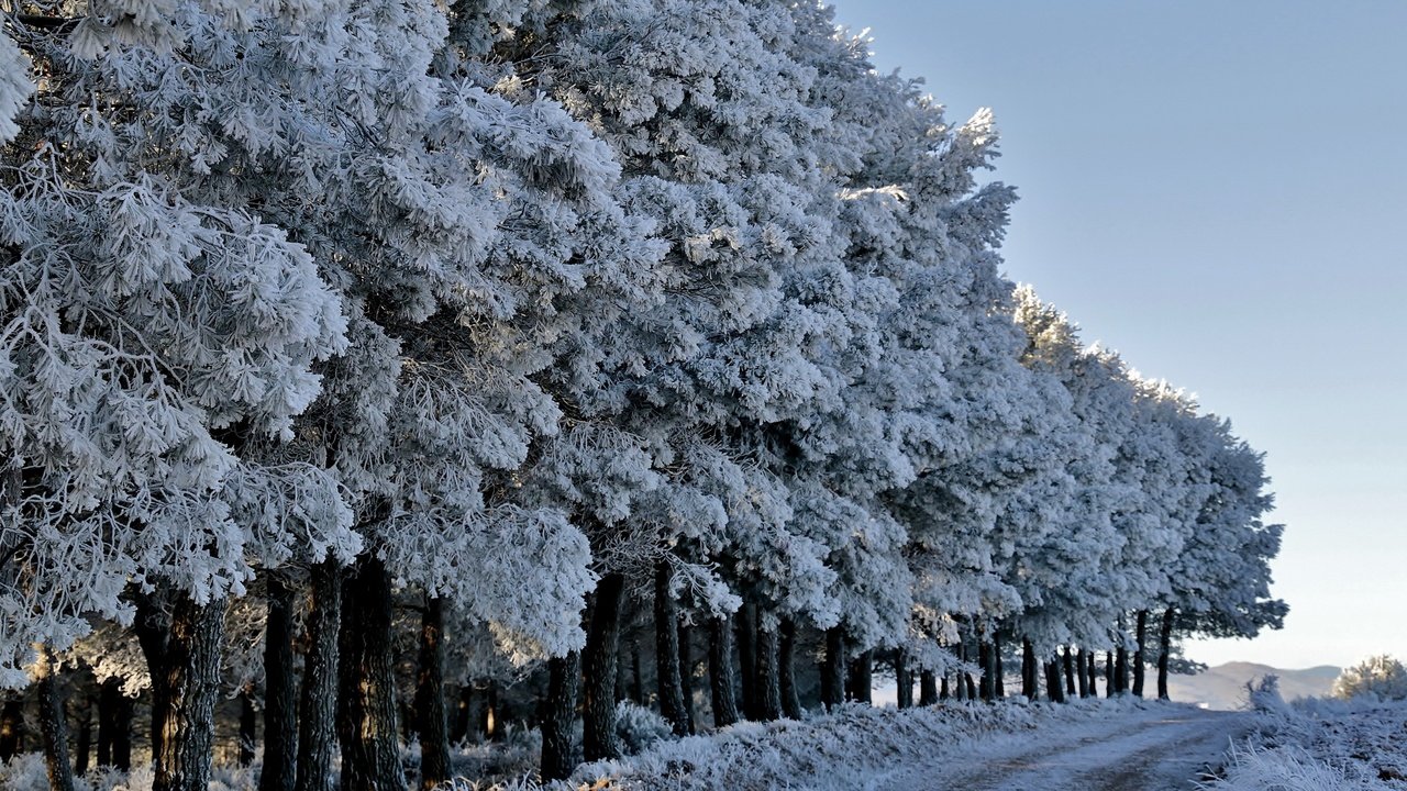 Обои дорога, деревья, лес, зима, иней, road, trees, forest, winter, frost разрешение 2618x1440 Загрузить