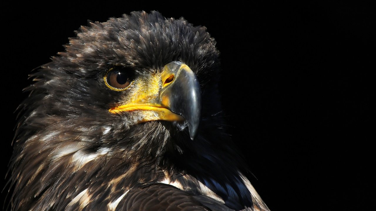 Обои фон, хищник, птица, клюв, ястреб, background, predator, bird, beak, hawk разрешение 3530x1956 Загрузить