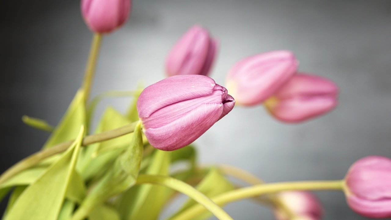 Обои цветы, лепестки, весна, тюльпаны, розовые, flowers, petals, spring, tulips, pink разрешение 6000x4000 Загрузить