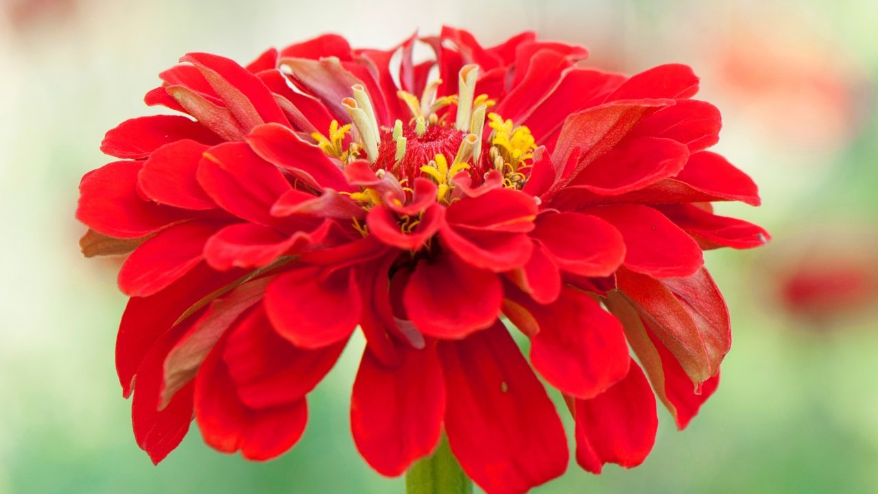 Обои макро, цветок, лепестки, цинния, macro, flower, petals, zinnia разрешение 2880x1878 Загрузить