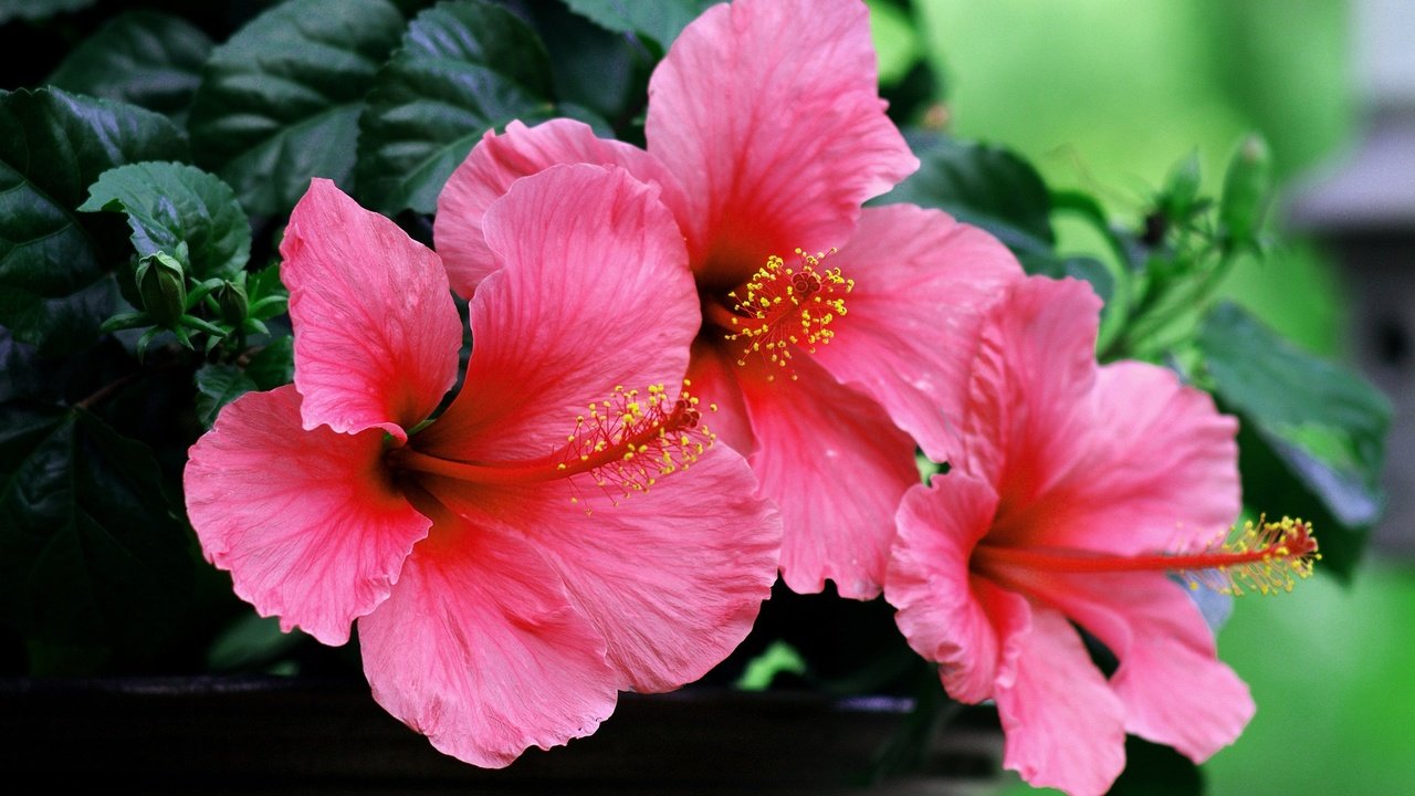 Обои цветы, макро, лепестки, гибискус, flowers, macro, petals, hibiscus разрешение 2048x1356 Загрузить