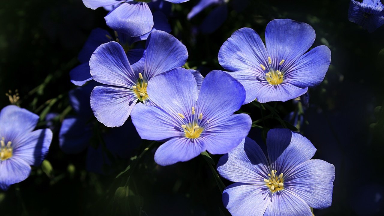 Обои цветы, макро, лепестки, лен, голубые цветы, flowers, macro, petals, len, blue flowers разрешение 3000x1916 Загрузить