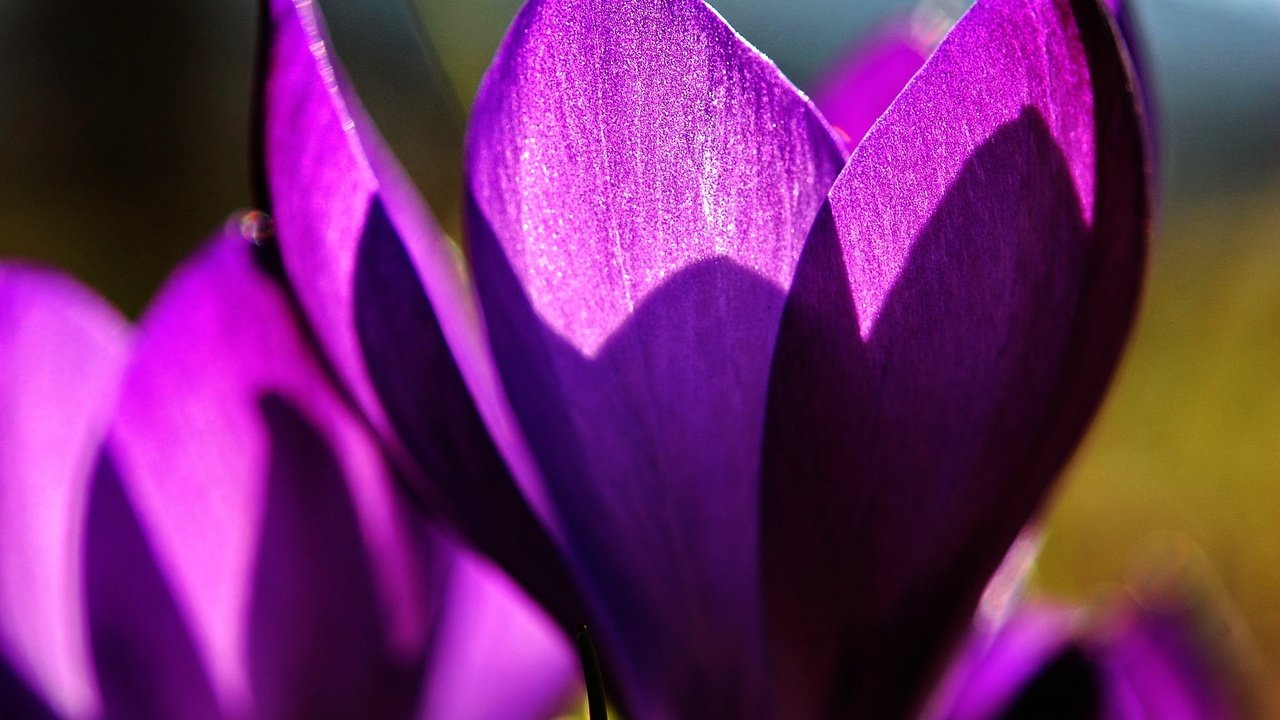 Обои цветы, макро, лепестки, весна, крокусы, flowers, macro, petals, spring, crocuses разрешение 2048x1375 Загрузить