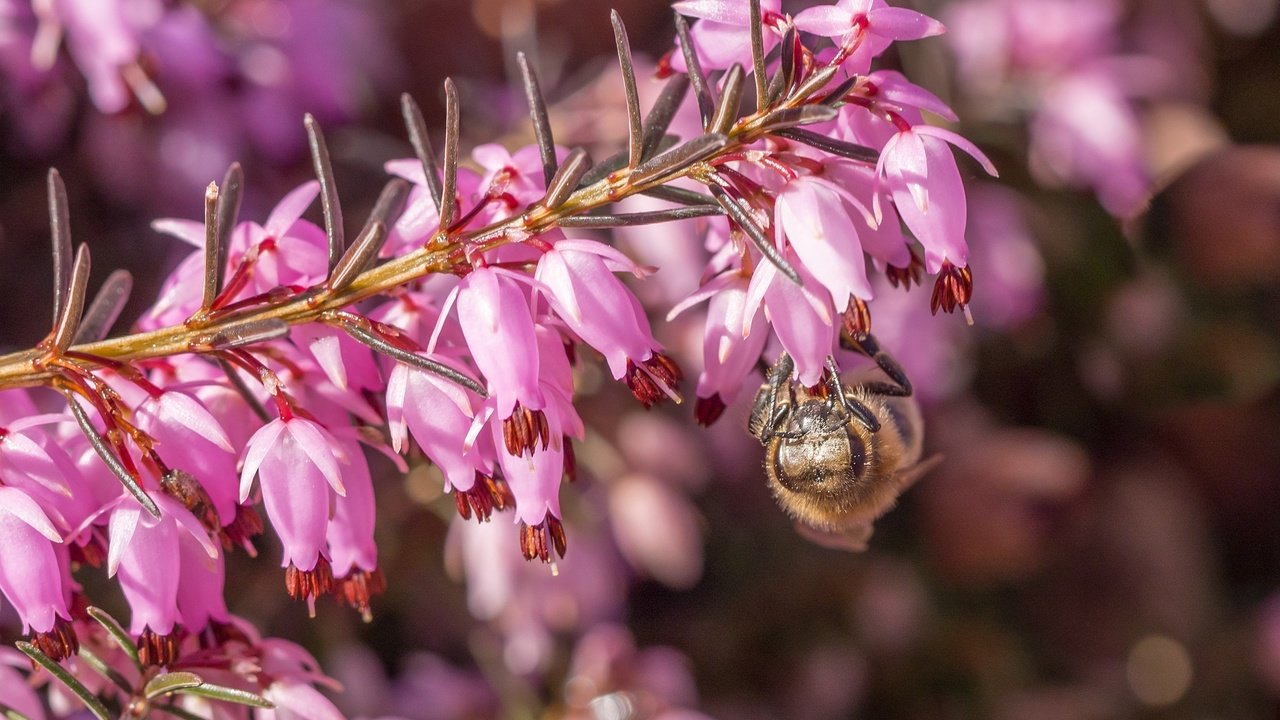 Обои цветы, макро, насекомое, пчела, вереск, flowers, macro, insect, bee, heather разрешение 2048x1378 Загрузить