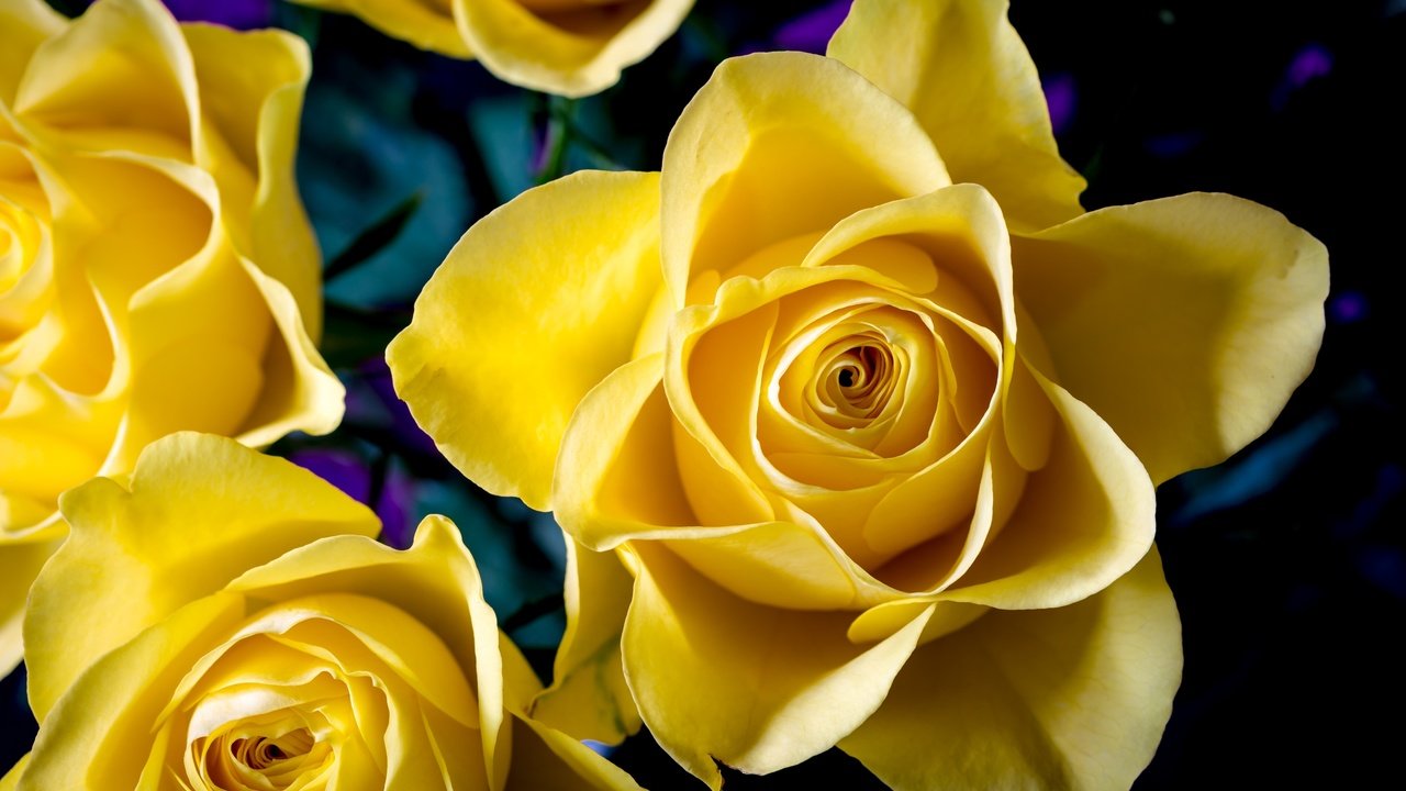 Обои цветы, макро, розы, лепестки, желтые, flowers, macro, roses, petals, yellow разрешение 3000x2000 Загрузить