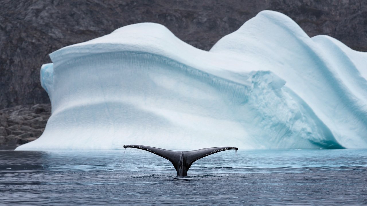 Обои природа, море, животные, лёд, айсберг, хвост, кит, арктика, nature, sea, animals, ice, iceberg, tail, kit, arctic разрешение 2048x1208 Загрузить